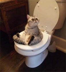 Cat on Toilet Meme Template