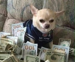 chihuahua money Meme Template