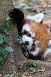 Red Panda Peek Meme Template