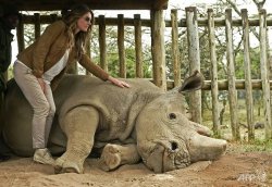 White rhino Meme Template