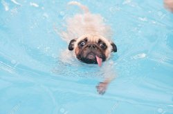 swimming dog Meme Template