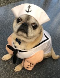 freaked out sailor dog Meme Template