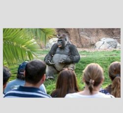 gorilla lecturing Meme Template