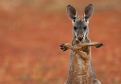 Kangaroo Stretch Meme Template