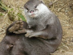 U otter go barefoot! Meme Template