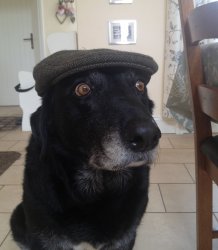 Old dog with hat Meme Template