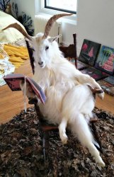 goat reading a book Meme Template