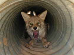 Coyote in a pipe Meme Template