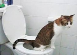 potty trained kitty Meme Template
