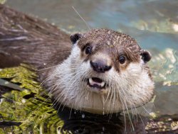 Startled otter Meme Template