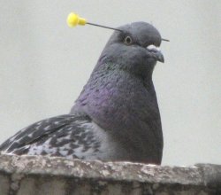 Pigeon dart head Meme Template