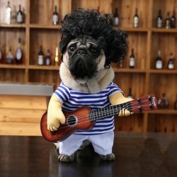 Ukelele Pug Meme Template