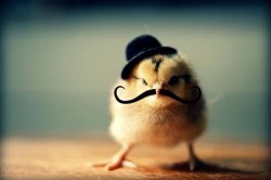 Chicken - Baby Chick With Mustache Meme Template