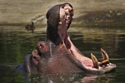 hippo Meme Template