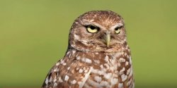 Death Stare Owl Meme Template