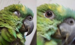 Birb Awaken Meme Template