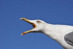 Sea Gull Meme Template