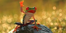 Friendly Frog Meme Template