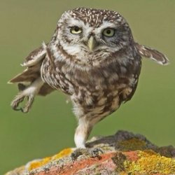 Small owl standing on one leg Meme Template