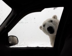 polar bear at car window Meme Template