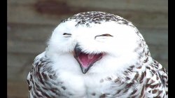 laughing owl Meme Template