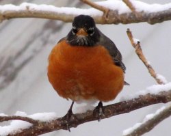 Mad robin in snow Meme Template