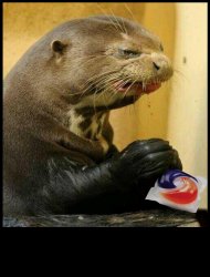 tide pod otter Meme Template