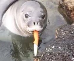Seal with knife Meme Template