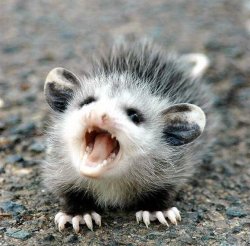 Aaaaahhhhh Baby Opossum Meme Template