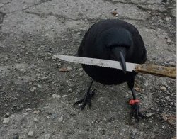 Knife crow Meme Template