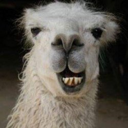 Handsome llama Meme Template