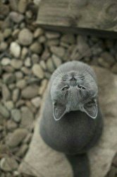grey cat looking upside down Meme Template