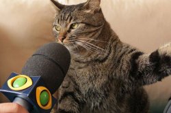 angry cat interviewed Meme Template