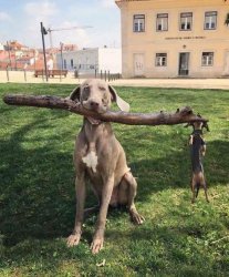 Branch Managers Meme Template