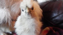 Disapproving Chicken Meme Template