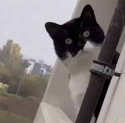 Interested Window Cat Meme Template