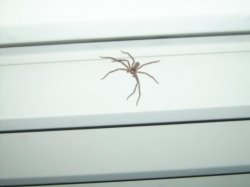 notabrownrecluse Meme Template