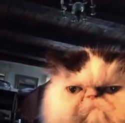 Diabetus  Meme Template