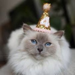 b-day cat Meme Template
