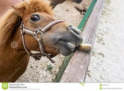 Horse Eats Potato Meme Template
