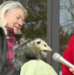 Speach Possum Meme Template