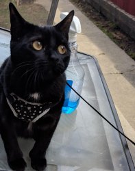 Innocent Murr Meme Template