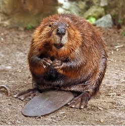 "beaver" Meme Templates - Imgflip