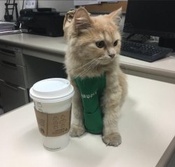 Cat barista  Meme Template