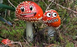 WoW Shroom Upvote Meme Template