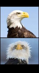 bald eagle Meme Template