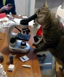 cat microscope scientist Meme Template