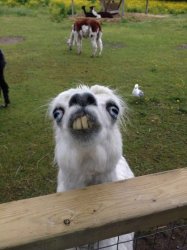 Llama weird face  Meme Template