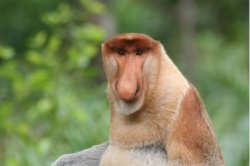 proboscis monkey Meme Template