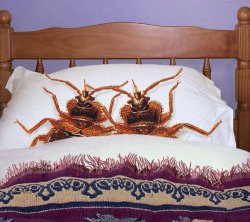 Bed bugs ACTUALLY in bed Meme Template